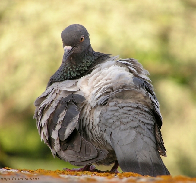 Piccione domestico in preening